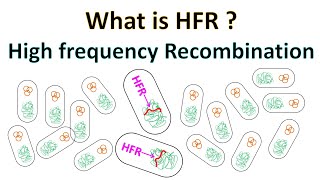 HFR  High Frequency Recombination [upl. by Korb933]