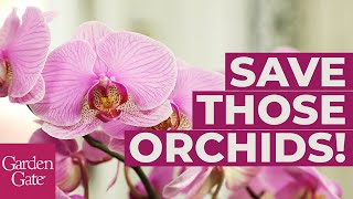 🌸How to Repot an Orchid🌸 [upl. by Arotal]