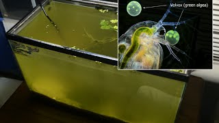 Raising Daphnia for the Freshwater Aquarium [upl. by Joella]