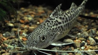 Species Profile  11 The Pictus Catfish Pimelodus pictus [upl. by Halbert]