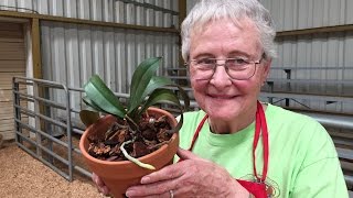 Repotting an Orchid [upl. by Hamlet]