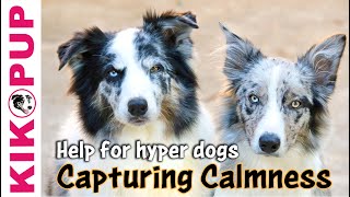 Capturing Calmness how to train calmness in dogs [upl. by Alios]