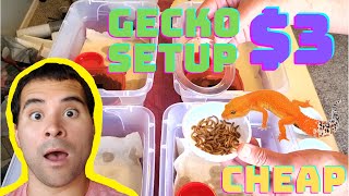 How to Make a Leopard Gecko Enclosure  3  BRIAN BARCZYK Edition [upl. by Dougherty]