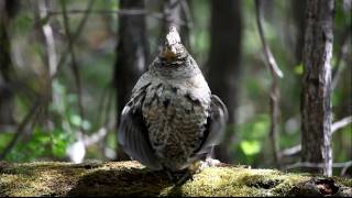 Ruffed Grouse drumming on a log [upl. by Enad]