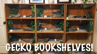 Gecko Bookshelf  DIY Leopard Gecko Enclosure [upl. by Nahtanoj671]