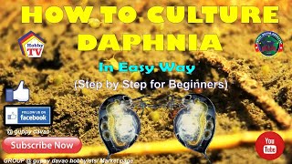 HOW TO CULTURE DAPHNIA In Easy Way [upl. by Eimot]