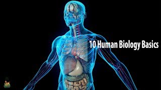 10 Human Biology Basics Everyone Should Know [upl. by Hanoj]