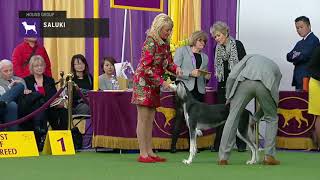 Salukis  Breed Judging 2019 [upl. by Cato919]